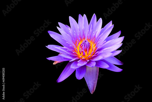 Water lily. Nymphaeaceae is a family of flowering plants. Members of this family are commonly called water lilies