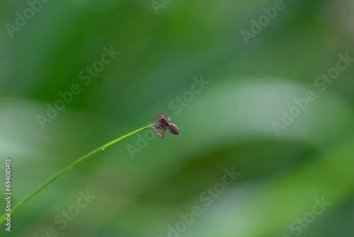 Macro of a spider on a blade of grass in the garden