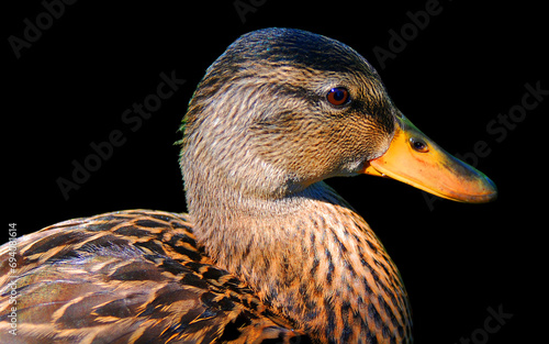 Female mallard or wild duck (Anas platyrhynchos) is a dabbling duck which breeds throughout the temperate and subtropical Americas, Eurasia, and North Africa