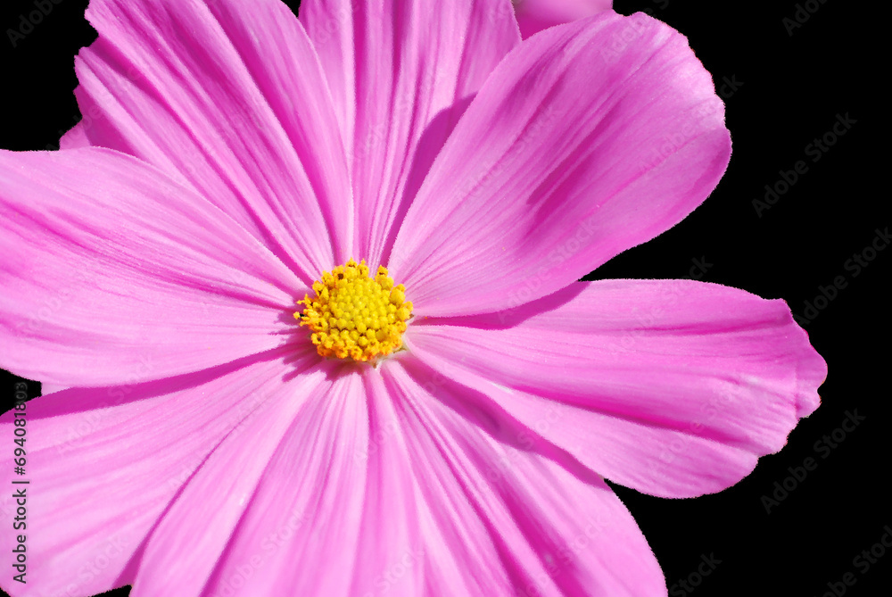 Cosmos bipinnatus, commonly called the garden cosmos or Mexican aster, is a medium-sized flowering herbaceous plant in the daisy family Asteraceae, native to the Americas Cosmos bipinnatus, commonly called the garden cosmos or Mexican aster, is a medium-sized flowering herbaceous plant in the daisy family Asteraceae, native to the Americas