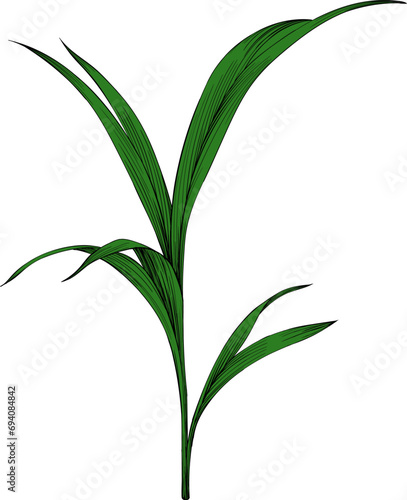 Illustration of a tropical plant. Hand drawn botanical illustration isolate on white.