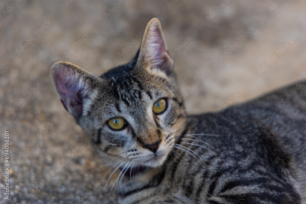 portrait brown cat lying on the ground i portrait brown cat lying on the ground i