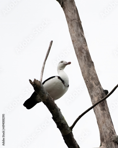 Radjah shelduck or Radjah radjah observed in Waigeo in West Papua, Indonesia photo