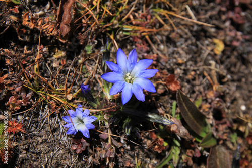 Small blue type of gentian growing in 5000 metres altidude, Nepal. photo