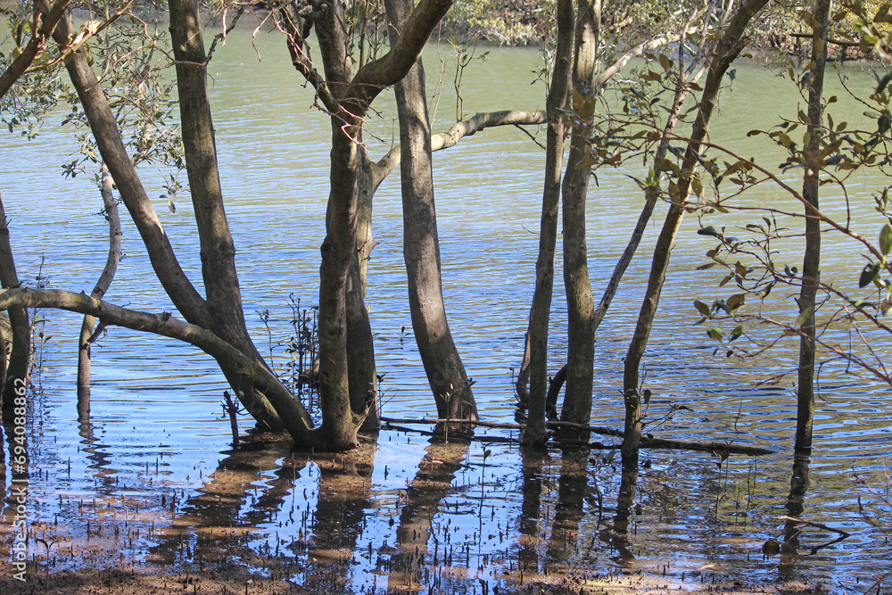 Grey Mangrove Trees growing along the water line of the cooks river. Avicennia marina
