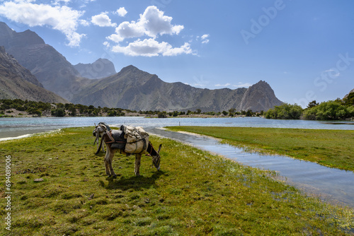 Donkey in the mountains of Tajikistan.
