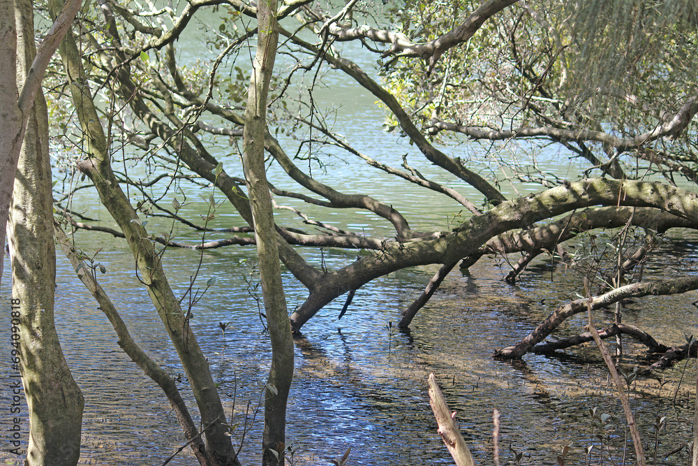Grey Mangrove Trees growing along the water line of the cooks river. Avicennia marina