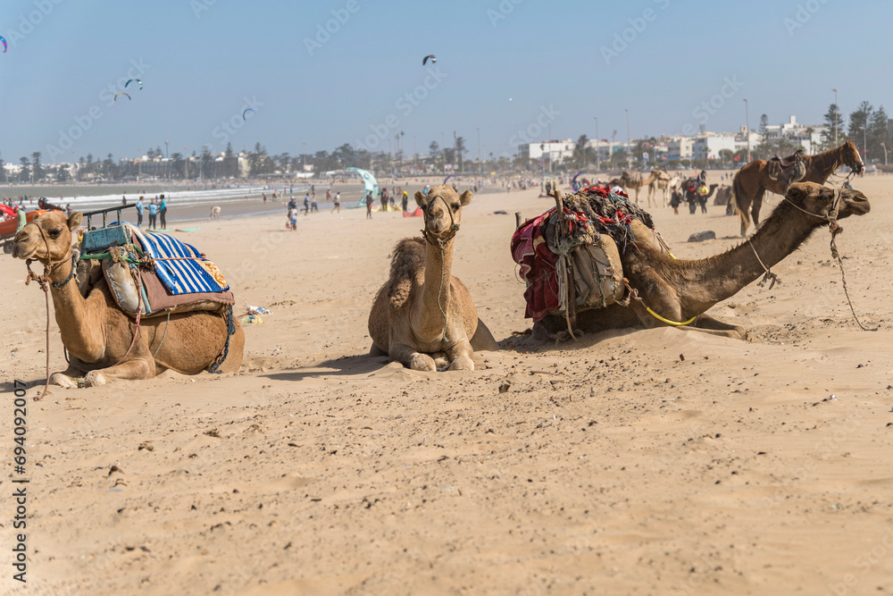 Fototapeta premium Morocco Essaouira travel