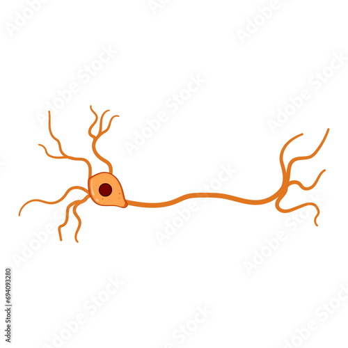 cell neurons cartoon. system nerve, synapse structure, human anatomy cell neurons sign. isolated symbol vector illustration