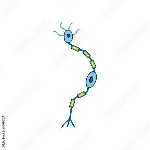 diagram neurons cartoon. myelin axon, neurology body, tissue drawing diagram neurons sign. isolated symbol vector illustration