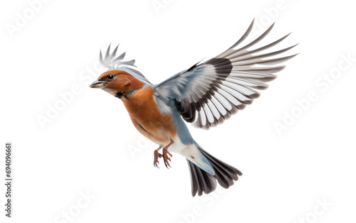 Chaffinch Majesty Unveiled Isolated on Transparent Background PNG. © Faizan