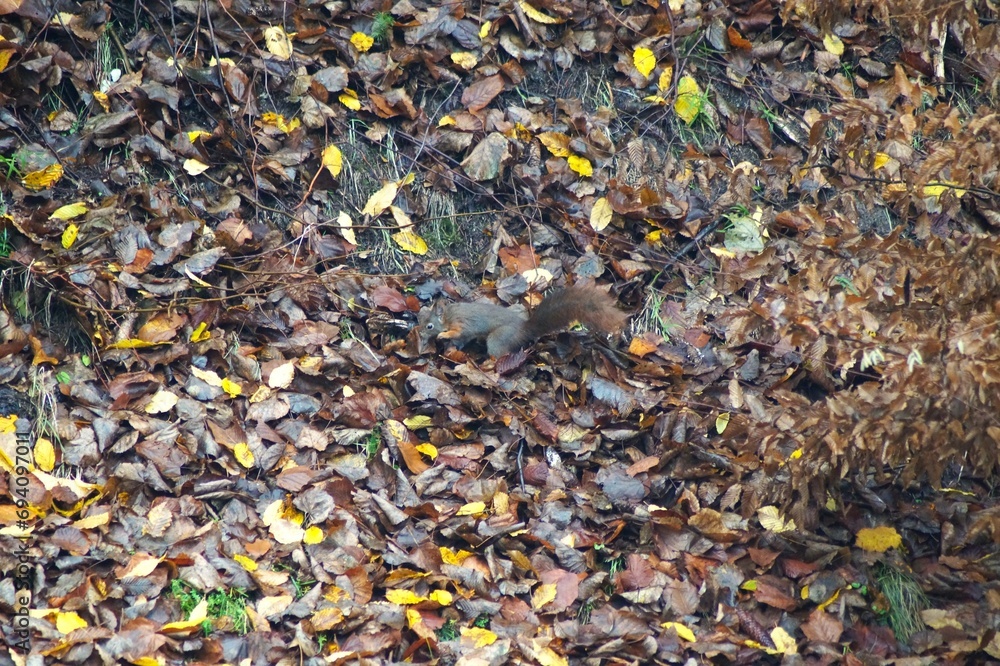 A squirrel looking for food in autumn