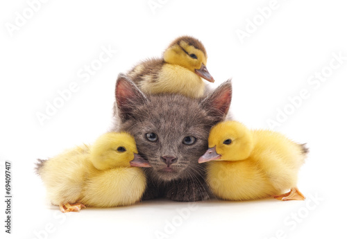 Kitten and ducklings.