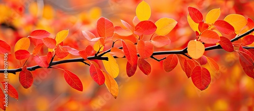 Shadbush with vibrant red, orange, and yellow autumnal foliage. photo