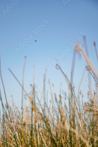 Bird flying over the river reeds