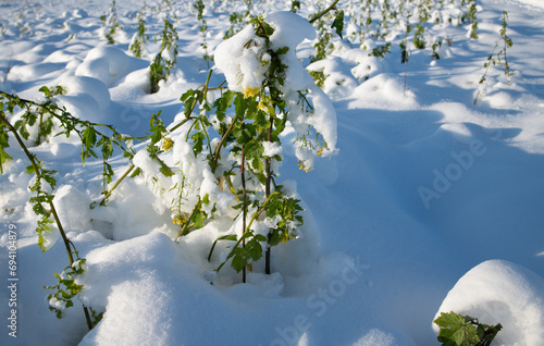 Green plants that grow as green manure in a field are covered with frost and snow in winter. photo