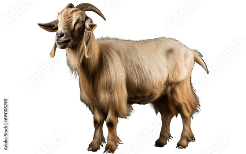 Rugged Elegance Goat Beauty Isolated on Transparent Background PNG.