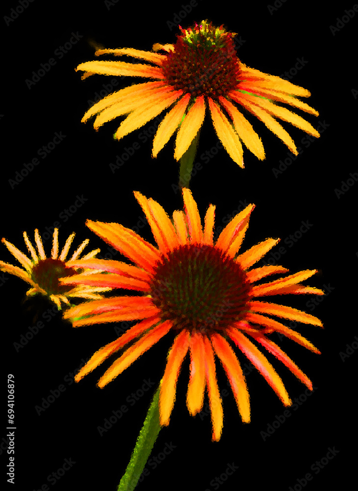 Rudbeckia are commonly called coneflowers and black-eyed-susans; all are native to North America and many species are cultivated in gardens for their showy yellow or gold  flower