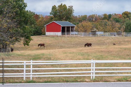 Canvas Print clydesdale horses in a pasture