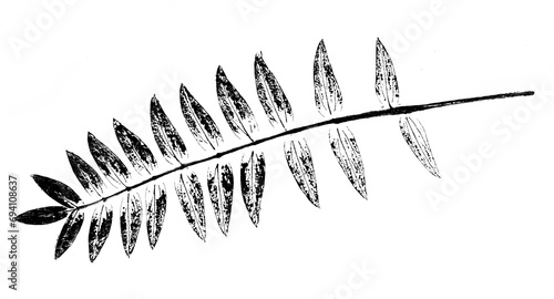 texture of leaf hand print on paper, leaf texture on a white background - botanical illustration