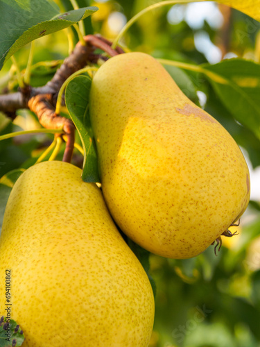 Yellow ripe pears delicious appetizing juicy hanging on a branch of a pear tree