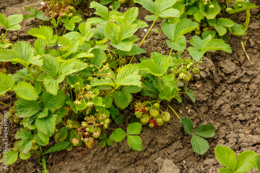 Strawberry beds with red berries, strawberry harvest, strawberry growing Strawberry beds with red berries, strawberry harvest, strawberry growing