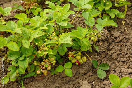 Strawberry beds with red berries, strawberry harvest, strawberry growing