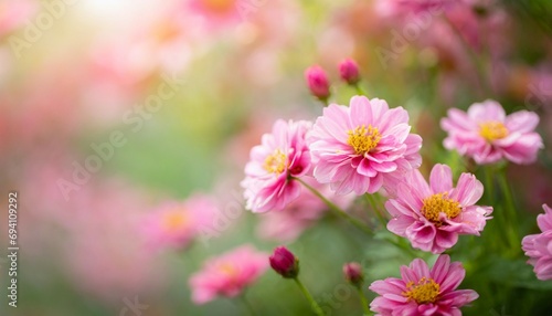 nature of pink flower in garden using as cover page background natural flora wallpaper or template brochure landing page design