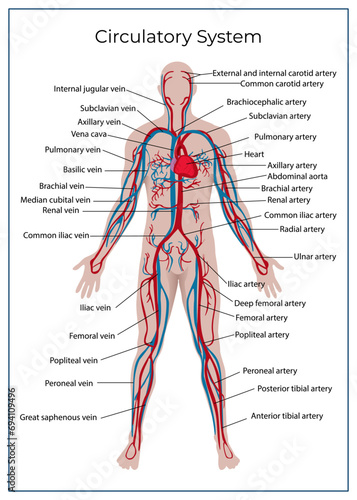 Circulatory System. Medical illustration, banner. Can be used as education material. Vector card.