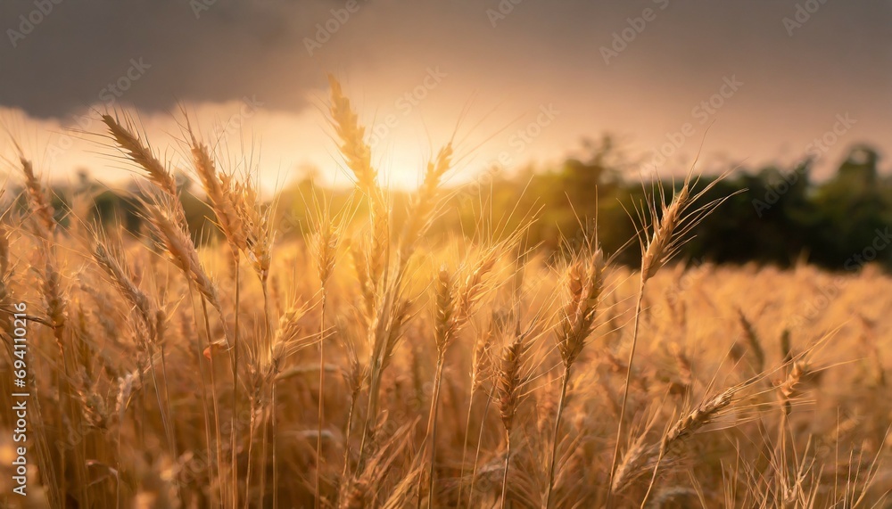 gold wheat field beautiful nature sunset landscape background of ripening ears of meadow wheat field