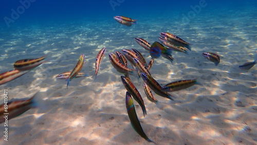 Ornate wrasse (Thalassoma pavo) undersea, Aegean Sea, Greece, Halkidiki
 photo