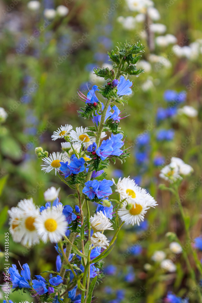 Obraz premium Blooming flowers of an daisy chamomile plant on a bright warm sunny day