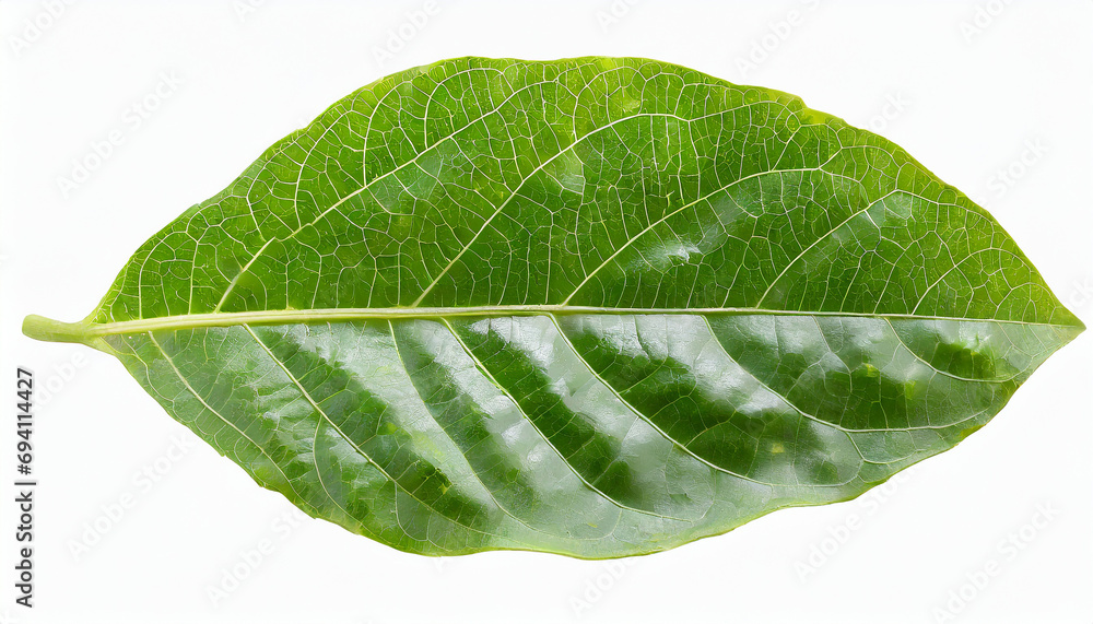 Obraz premium Passion fruit leaf isolated on white background with clipping path