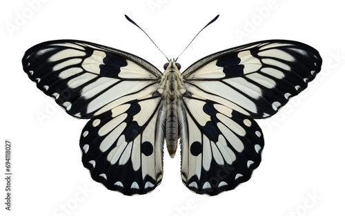 Marbled White Butterfly Elegance Isolated on Transparent Background PNG.