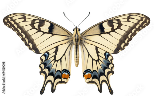 Old World Swallowtail Elegance Butterfly Isolated on Transparent Background PNG.