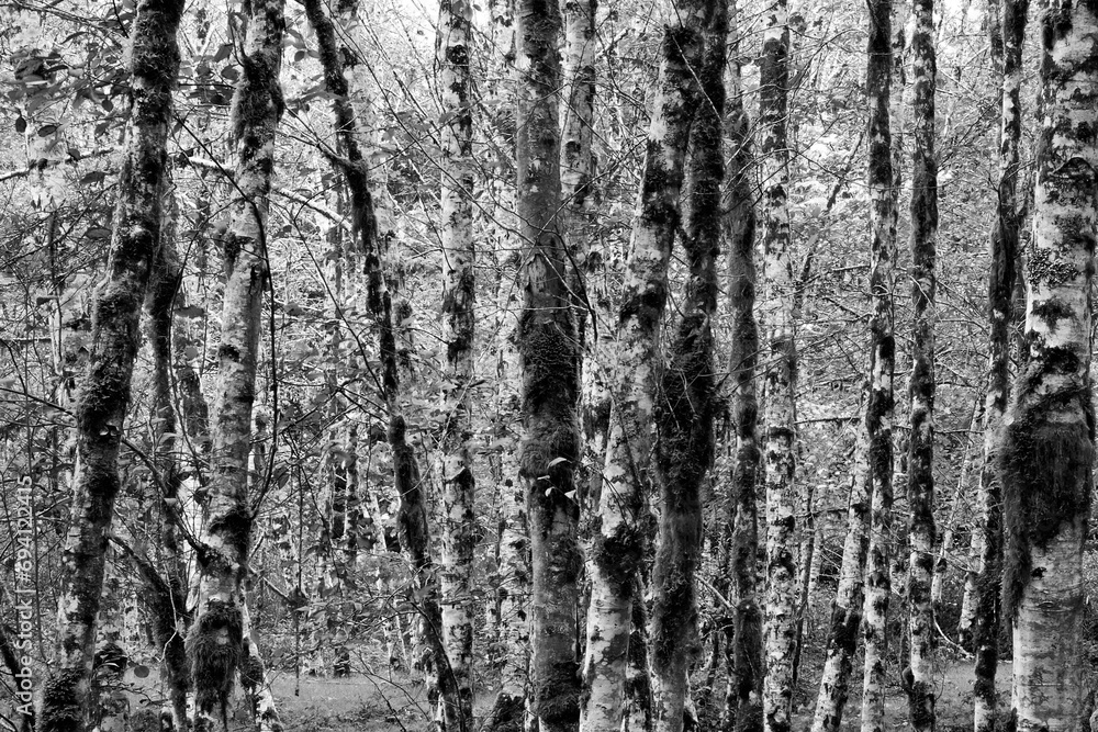 Obraz premium A black and white photo of a stand of birch tree trunks in the Hoh Rain Forest in the autumn