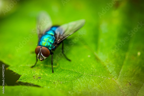 Macro details of a housefly sitting on a green vine leaf