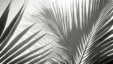 shadow palm leaves silhouette on white wall background tropical coconut leaf overlay element object for spring summer mock up product presentation