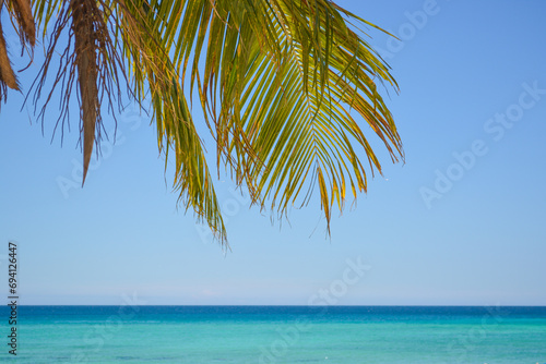 Fototapeta Naklejka Na Ścianę i Meble -  Coconut palm leaf against blue sea and beautiful beach tropical background. 