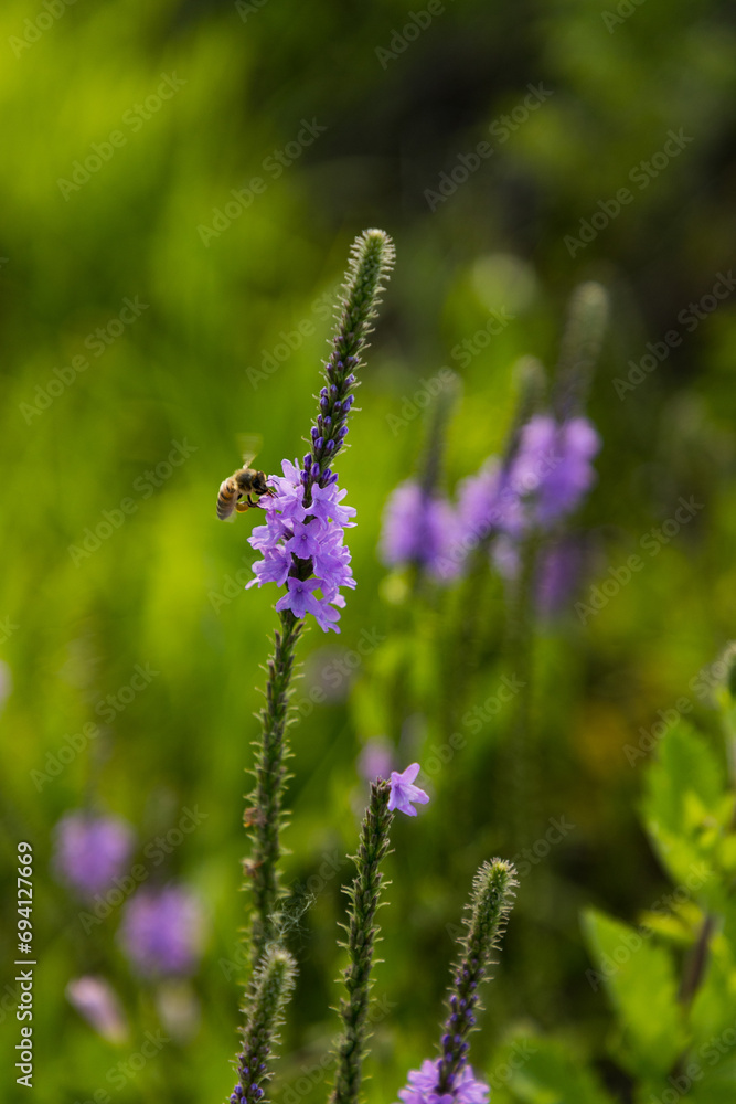 Obraz premium Bee on a purple flower 