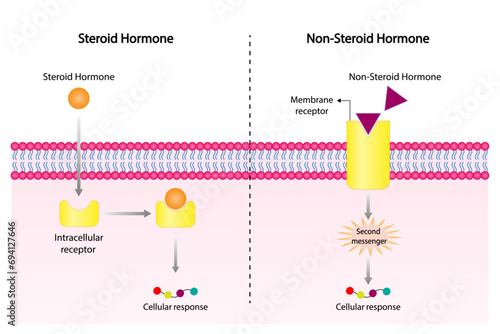 Steroid and Non-steroid hormones mechanism of action. Cellular response. Vector illustration.