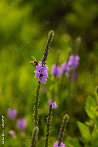 Bee on a flower 