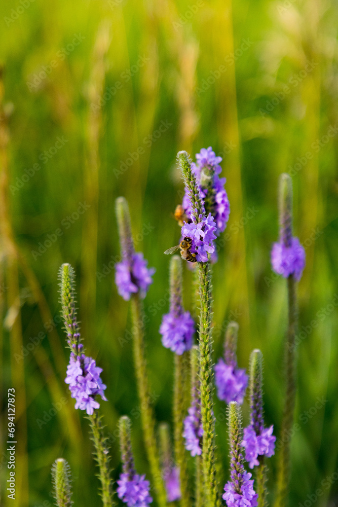 Obraz premium flowers in the field