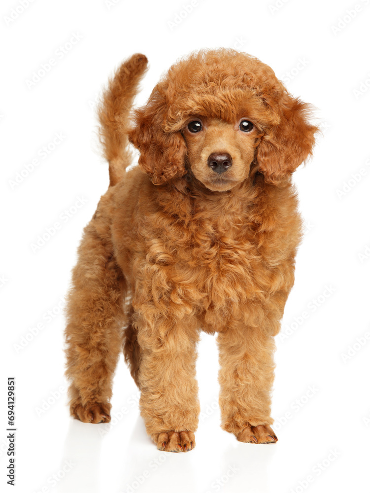 Portrait of a toy poodle puppy standing