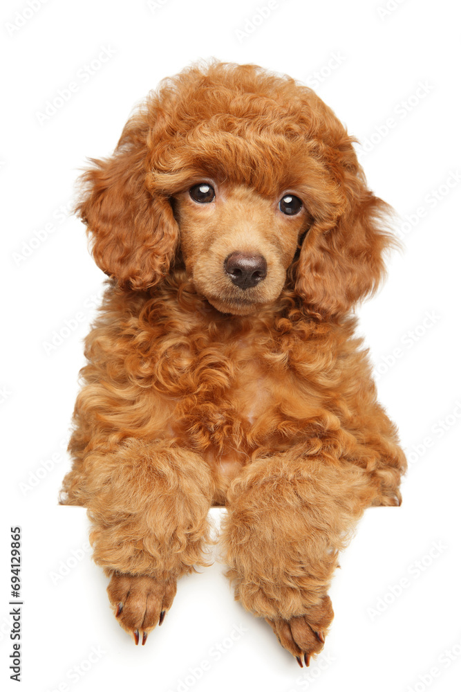 Poodle puppy above banner Poodle puppy above banner