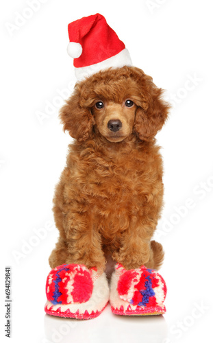 A toy poodle puppy dressed in Santa Claus slippers and hat