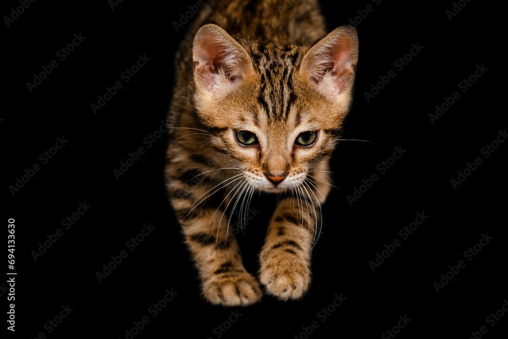Bengal kitten Bengal kitten
