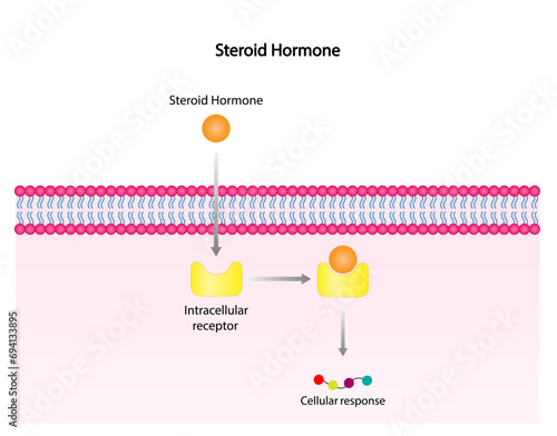 Steroid hormones mechanism of action. Steroids Bind to an intracellular receptor. Hormone-receptor complex activate gene transcription in the nucleus, followed by protein synthesis. vector diagram