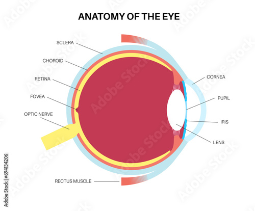 Eye anatomy poster
