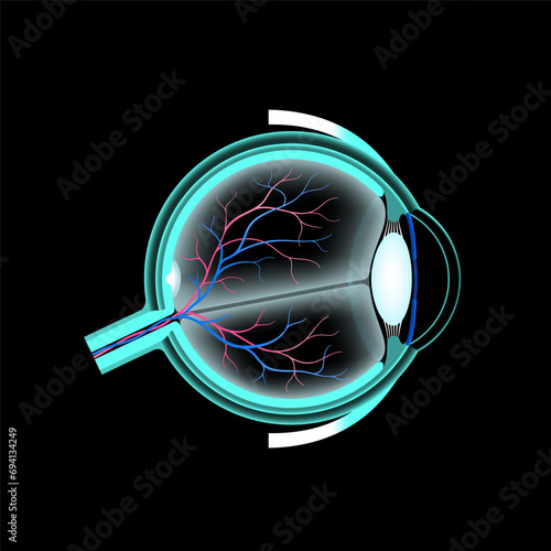 Eye anatomy poster